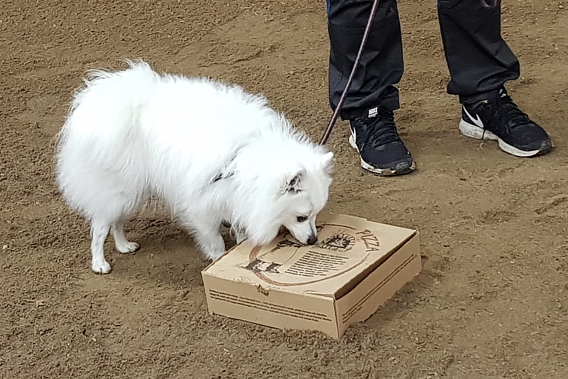 Liten vit hund genomför doftprov