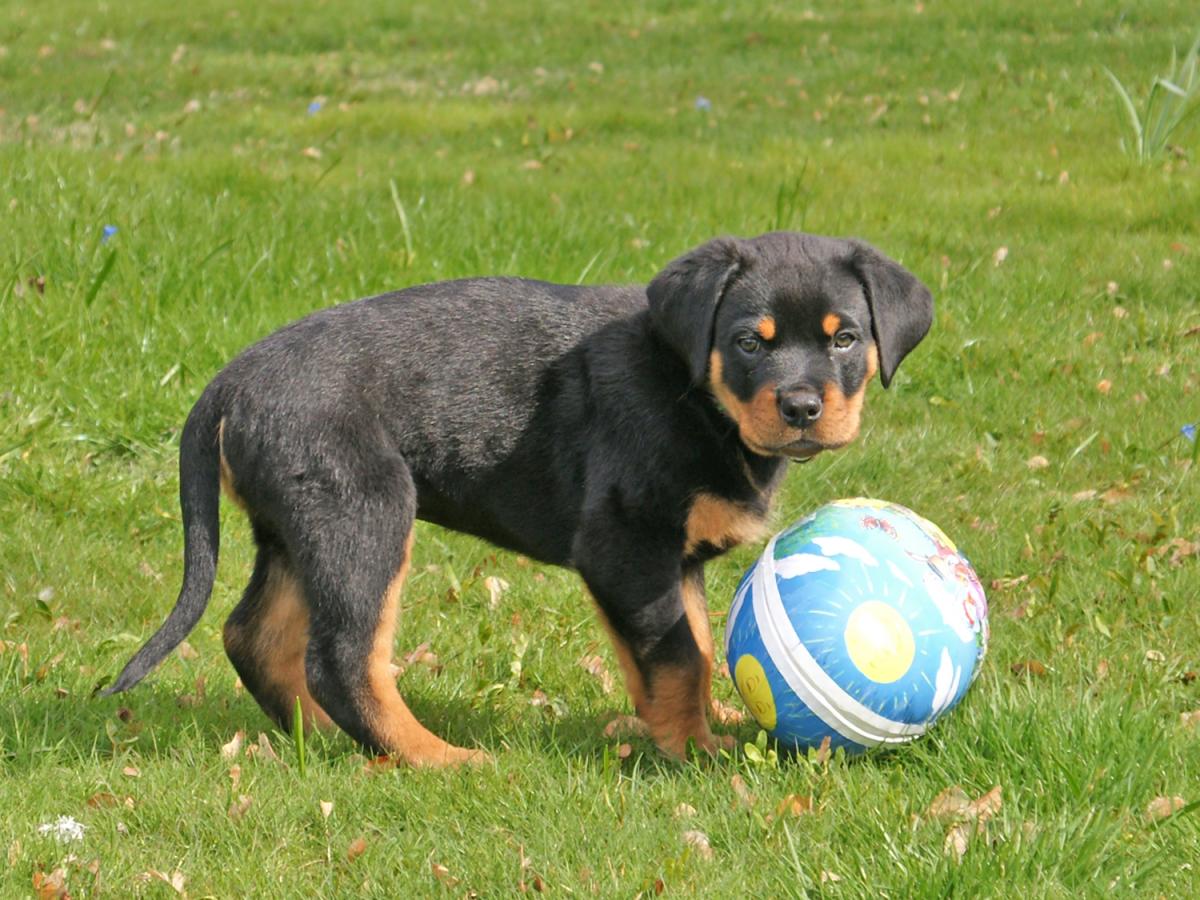 Valp leker med påskägg